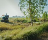 四川平泉荷橋村柑橘基地喜迎豐收，打造鄉(xiāng)村振興特色產(chǎn)業(yè)示范區(qū)
