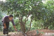 小青柑橘種植技術_你是什么時候開始抗衰老的