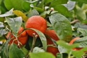 菌酶鉀銨可以治療柑橘黃化嗎？作用機制與田間效果深度解析