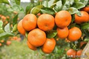 柑橘種植技術及施肥_1月份柑橘要用什么肥料