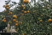 柑橘和橙子的種植技術(shù)_橘子可以代替橙子嗎