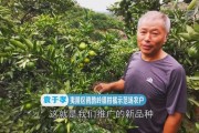 大分4號(hào)柑橘品種_哪里賣大分一號(hào)特早熟柑桔苗