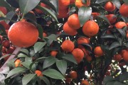 柑橘種植技術及銷售_橘子在北緯32度可以種嗎