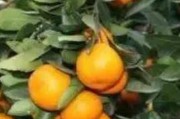 柑橘種植管理病蟲害防治_柑橘園如何進行土壤改良