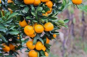 綠色柑橘種植技術視頻_沃柑什么時候留晚夏梢
