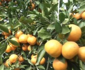 柑橘種植施肥技術文章_四川柑橘發秋稍施肥嗎