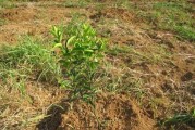 柳州柑橘種植技術(shù)_在農(nóng)村種植什么可以帶動(dòng)整體村民