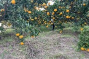 柑橘種植技術(shù)銷路_柑橘雜種荔枝樹可以嗎