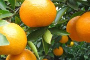 浙江柑橘種植技術_柑是怎么來的