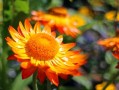 柑橘套袋幾天發芽（柑橘套袋幾天發芽啊）