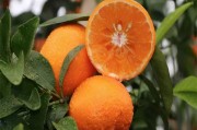 柑橘種植技術品種_橘子的種類都有哪些