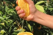 贛南臍橙為什么那有名？17.5°黃金酸甜比，橙味濃到爆炸，嫩得自己流甜汁