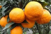 越冬柑橘品種種植技術_山東能種橘子嗎