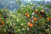 柑橘種植水肥技術_柑橘如何科學高產采收