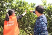 柑橘常見病蟲害主要有_愛媛柑橘為什么有流膠