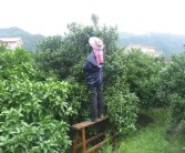 柑橘種植技術月管理_無核沃柑怎樣管理