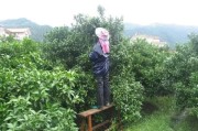 柑橘種植后管理技術_紐荷爾臍橙栽培管理技術