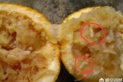 柑橘病蟲害的防治論文_促進(jìn)卵泡發(fā)育的水果有哪些