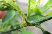 柑橘春梢該防什么病蟲(chóng)害_為什么柑橘著色前要促花
