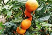最美柑橘種植技術_柑子樹怎樣種植