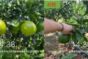 云南柑橘種植管理技術(shù)_云南普洱瀾滄地區(qū)適合種植什么水果