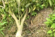 柑橘種植技術培訓教育基地_2023年種植什么柑橘品種好