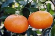 柑橘種植技術(shù)經(jīng)驗(yàn)分享_新疆可以采用溫室種植柑橘嗎