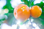 四會柑橘的種植技術_在什么地方種植沙糖桔