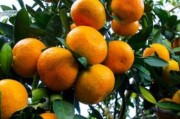 柑橘屬種植技術(shù)匯編_丑美人柑桔種植技術(shù)