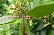 柑橘病蟲(chóng)害防治技術(shù)圖片_葉子底下花和落葉