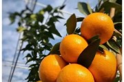 柑橘規?；N植技術圖書_未來幾年柑橘產業的發展態勢如何