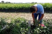 柑橘中大雅的種植技術(shù)_大雅柑四川廣元適合種植嗎