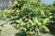 畢節(jié)柑橘種植技術(shù)價(jià)格_柑橘的價(jià)格走向如何
