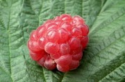 耙耙柑幾月份果子成熟？成熟期管理技巧與最佳采摘時間解析