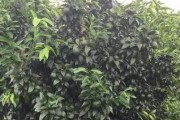 柑橘種植管理技術指南_沃柑種植有哪些注意要點