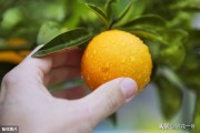 柑橘上的主要病蟲害_柑橘病害可用的混合殺菌劑有哪些
