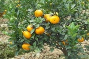 柑橘茂谷柑種植技術_2018年應該怎樣賣柑橘比較好