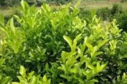 直播柑橘種植技術(shù)_柑橘2毛5都賣不出去而傾倒在國道盤在桂林