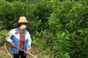 柑橘果樹病蟲害防治時間_柑橘潰瘍病與脂點黃斑病如何區分