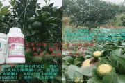 桂林綠亨柑橘種植技術_老果園改造如何解決重茬