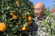 柏泉柑橘種植技術(shù)_武漢的水果特產(chǎn)有什么