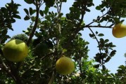 四川種最好柑橘品種推薦：優質果品與種植技巧全解析