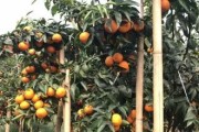 柑橘種植技術網站大全_春見柑橘的種植技術是什么
