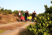 冷水灘柑橘種植技術要點_你家鄉的旅游景點和農產品都有哪些