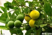 柑橘病蟲害優化防控技術_胡柚怎么防治病蟲害
