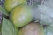 柑橘土里種植技術(shù)_柑橘爛果子能甩地里嗎