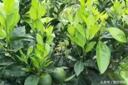 8月柑橘病蟲害怎樣防治_7至8月臍橙病蟲害防治技術