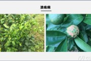 柑橘主要病蟲害防治方案_炭疽病對柑橘的危害大嗎
