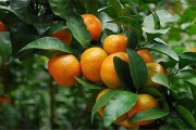 一棵柑橘種植技術(shù)_柑橘在什么時候嫁接