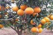 紅貢美人柑橘種植技術(shù)_紅美人柑橘升糖指數(shù)